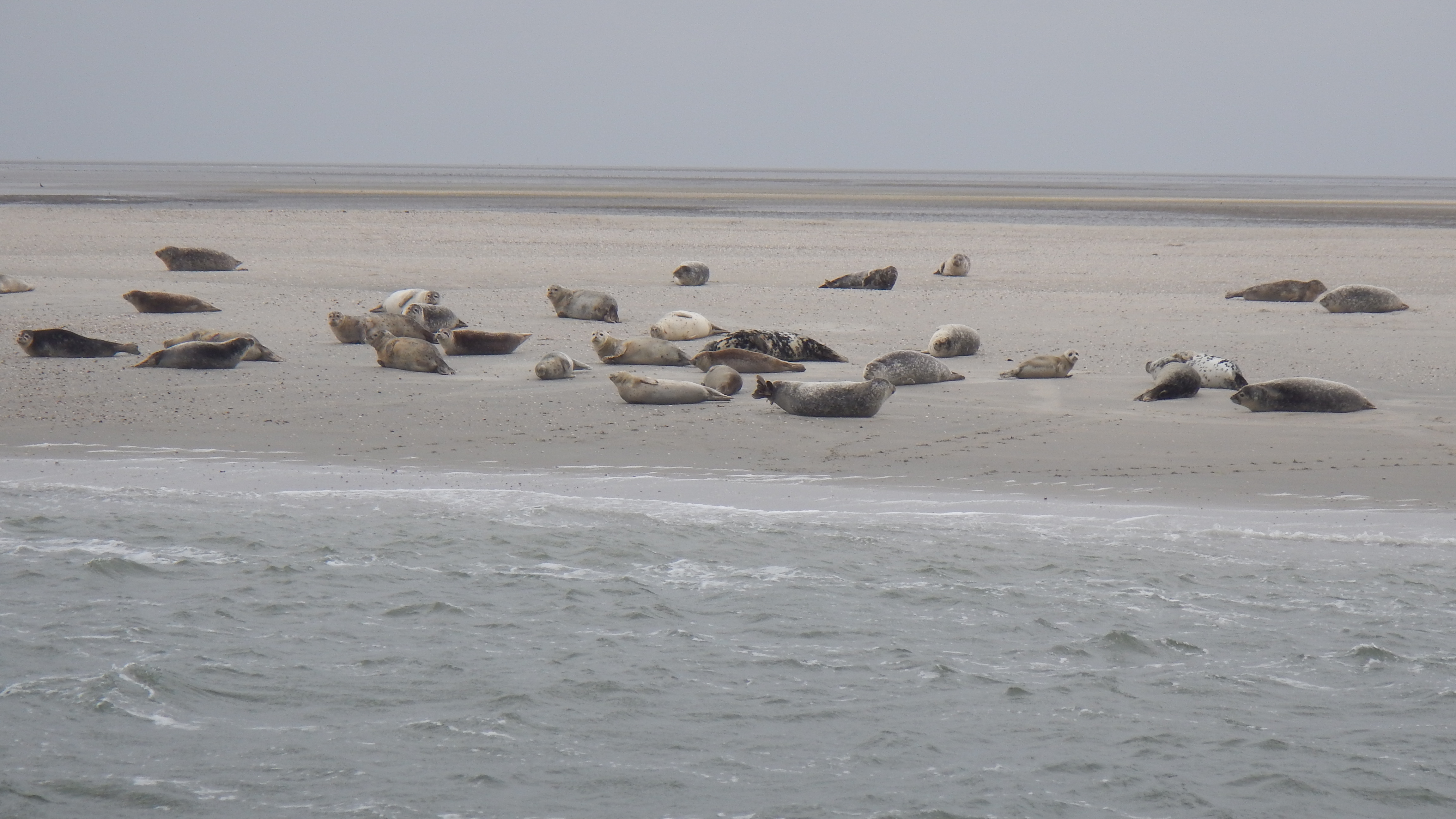 HWK Texel 2015 070.jpg